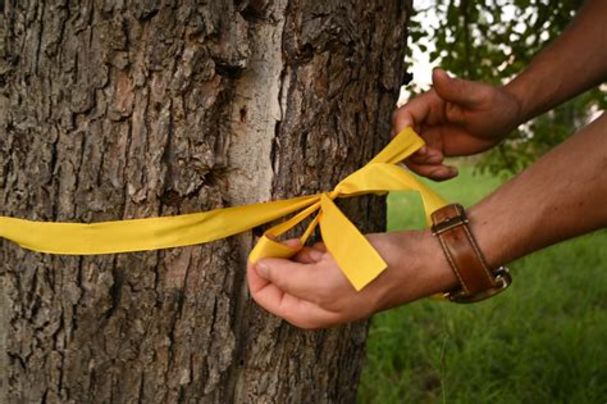 Ein Gelbes Band wird am Baum befestigt.