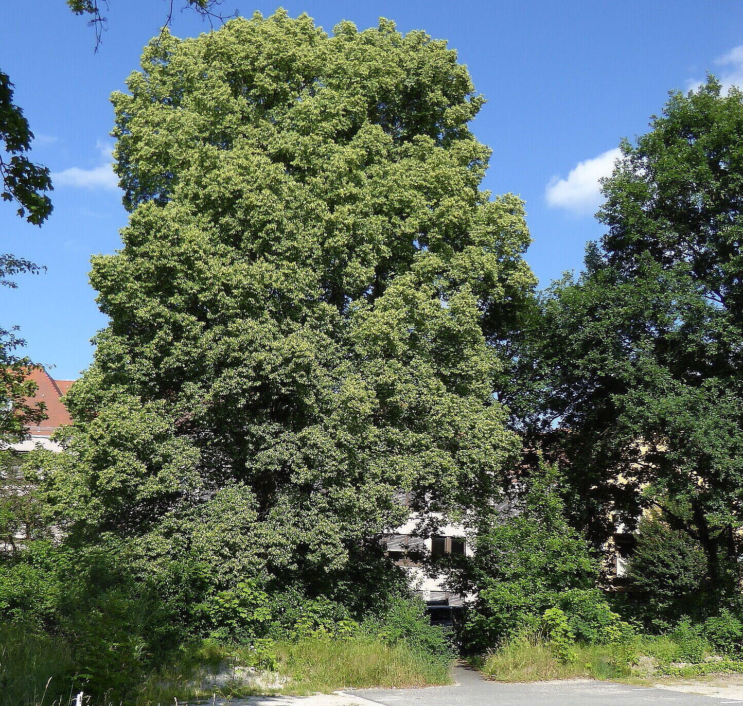 Große Linde im Beckhschen Garten