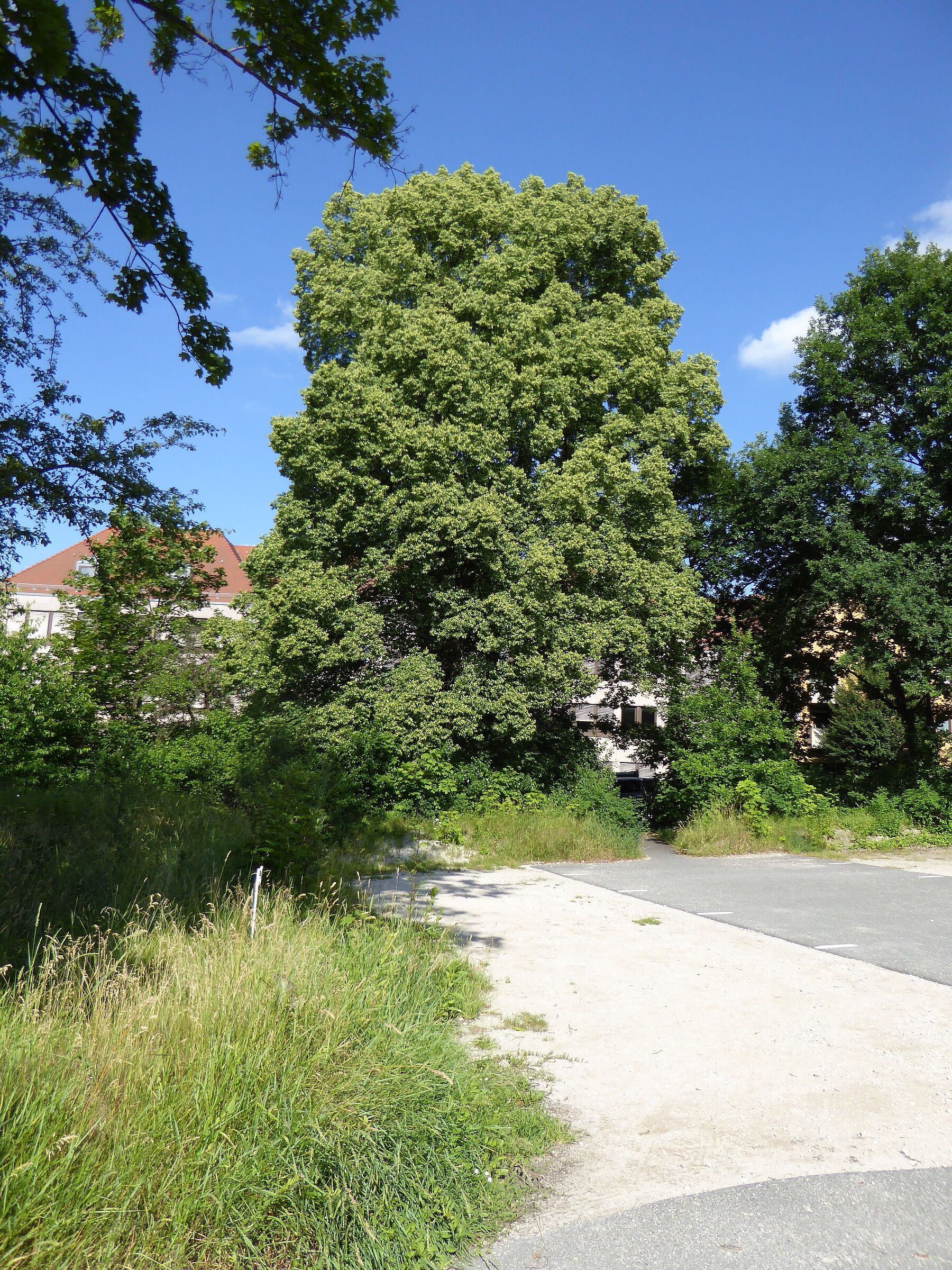 Churavy: Linde im Beckhschen Garten Große Linde im Beckhschen Garten