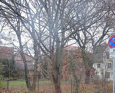 Bäume im Herbst im Garten neben Parkplatz Reichswaisenhausstraße